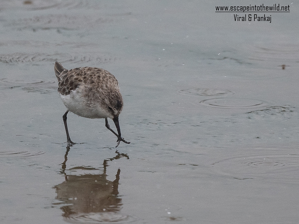 Little Stint
